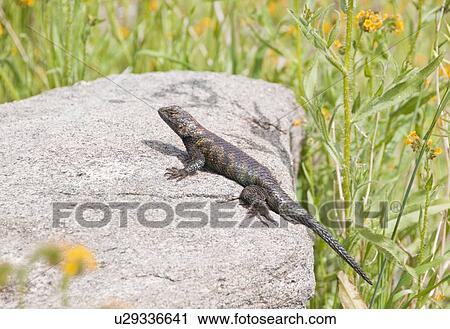 A granite spiny lizard (Sceloporus orcutti); Riverside County, California, USA View Large Photo Image Stock Image - A granite spiny lizard (Sceloporus orcutti); Riverside County, California, USA. Fotosearch