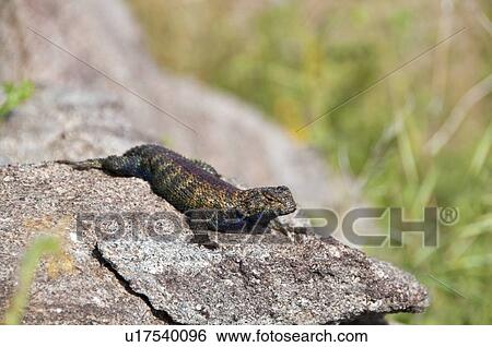 Stock Photograph - A granite spiny lizard (Sceloporus orcutti) perched on a boulder in Riverside County, California, USA. Fotosearch