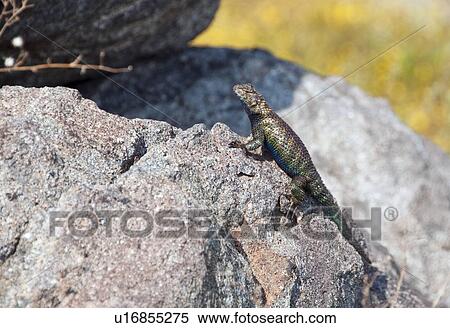A granite spiny lizard (Sceloporus orcutti) perched on a boulder in Riverside County, California, USA View Large Photo Image Stock Photography - A granite spiny lizard (Sceloporus orcutti) perched on a boulder in Riverside County, California, USA. Fotosearch