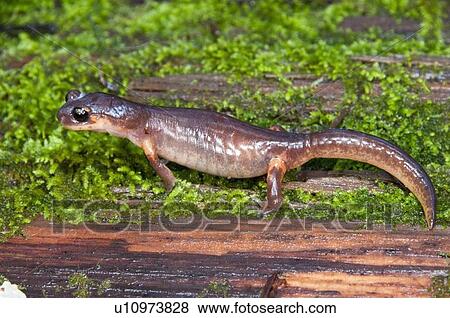 A gravid female yellow-eyed Ensatina (Ensatina eschscholtzii xanthoptica); Santa Cruz County, California, USA View Large Photo Image Stock Photo - A gravid female yellow-eyed Ensatina (Ensatina eschscholtzii xanthoptica); Santa Cruz County, California, USA. Fotosearch