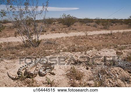 A great basin gopher snake (Pituophis catenifer deserticola); California, USA View Large Photo Image Stock Photography - A great basin gopher snake (Pituophis catenifer deserticola); California, USA. Fotosearch