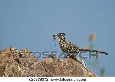 Stock Image - A greater roadrunner (Geococcyx californianus) with its a prey, a side-blotched lizard (Uta stansburiana), in its beak. Fotosearch