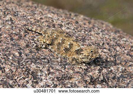 A juvenile coast horned lizard (Phrynosoma blainvilli); Riverside County, California, USA View Large Photo Image Stock Image - A juvenile coast horned lizard (Phrynosoma blainvilli); Riverside County, California, USA. Fotosearch