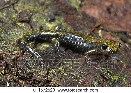 Stock Image - A juvenile speckled black salamander (Aneides flavipunctatus flavipunctatus); Mendocino County, California, USA. Fotosearch