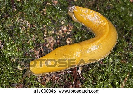 Stock Photography - A large banana slug (Ariolimax) crawling across a moss. Fotosearch
