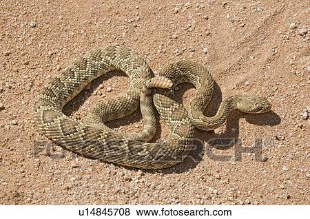 A Mojave green rattlesnake (Crotalus scutulatus); Mojave desert, California, USA View Large Photo Image Stock Photo - A Mojave green rattlesnake (Crotalus scutulatus); Mojave desert, California, USA. Fotosearch