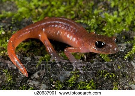A Monterey Ensatina (Monterey Ensatina eschscholtzii eschscholtzii); Los Angeles, County, California, USA View Large Photo Image Stock Image - A Monterey Ensatina (Monterey Ensatina eschscholtzii eschscholtzii); Los Angeles, County, California, USA. Fotosearch