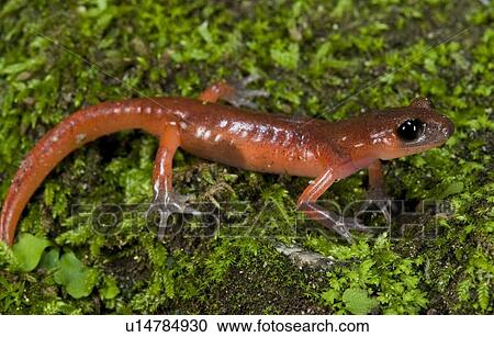A Monterey Ensatina perched on a mossy rock View Large Photo Image Stock Image - A Monterey Ensatina perched on a mossy rock. Fotosearch