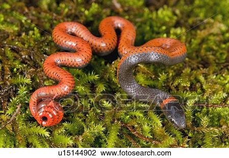 A Pacific ring-necked snake (Diadophis punctatus amabilis); Sonoma County, California, USA View Large Photo Image Stock Image - A Pacific ring-necked snake (Diadophis punctatus amabilis); Sonoma County, California, USA. Fotosearch