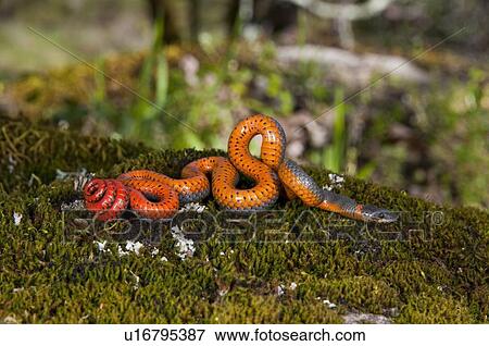 A Pacific ring-necked snake (Diadophis punctatus amabilis) on the ground in Sonoma County, California, USA View Large Photo Image Stock Photo - A Pacific ring-necked snake (Diadophis punctatus amabilis) on the ground in Sonoma County, California, USA. Fotosearch
