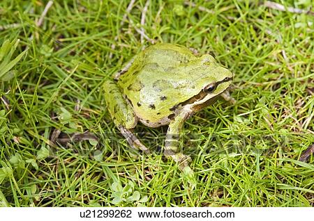 Stock Image - A Pacific treefrog (Pseudacris regilla) sitting on the grass. Fotosearch
