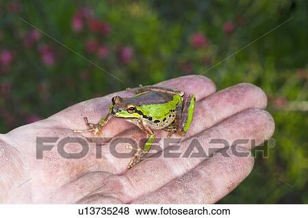 A Pacific treefrog (Pseudacris regilla) perched on a hand View Large Photo Image Stock Photo - A Pacific treefrog (Pseudacris regilla) perched on a hand. Fotosearch