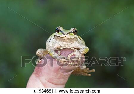 A Pacific treefrog (Pseudacris regilla); Mendocino County, California, USA View Large Photo Image Stock Image - A Pacific treefrog (Pseudacris regilla); Mendocino County, California, USA. Fotosearch