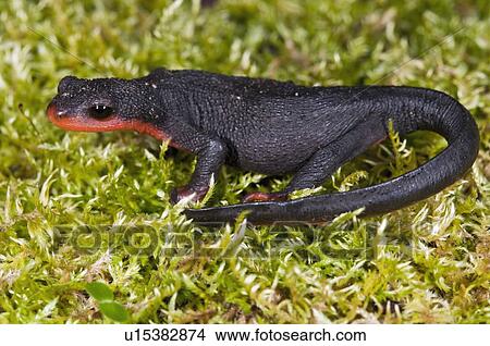 Picture - A red-bellied newt (Taricha rivularis); Sonoma County, California, USA. Fotosearch
