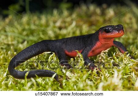 Stock Photo - A red-bellied newt (Taricha rivularis) perched on moss. Fotosearch