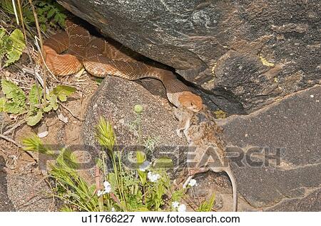 A red-diamond rattlesnake (Crotalus ruber) eating a large rodent in Riverside County, California, USA View Large Photo Image Stock Photo - A red-diamond rattlesnake (Crotalus ruber) eating a large rodent in Riverside County, California, USA. Fotosearch