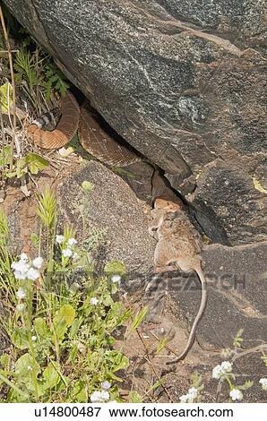 A red-diamond rattlesnake (Crotalus ruber) eating a large rodent; Riverside County, California, USA View Large Photo Image Stock Photo - A red-diamond rattlesnake (Crotalus ruber) eating a large rodent; Riverside County, California, USA. Fotosearch