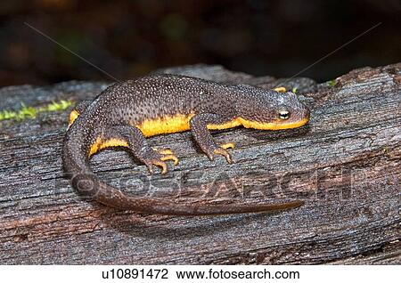 Stock Image - A rough-skinned newt (Taricha granulosa); Santa Cruz County, California, USA. Fotosearch