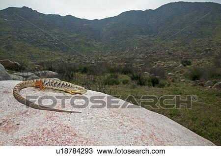 A San Diego alligator lizard (Elgaria multicarinata webbii); San Jacinto Mountains, Riverside County, California, USA View Large Photo Image Stock Image - A San Diego alligator lizard (Elgaria multicarinata webbii); San Jacinto Mountains, Riverside County, California, USA. Fotosearch