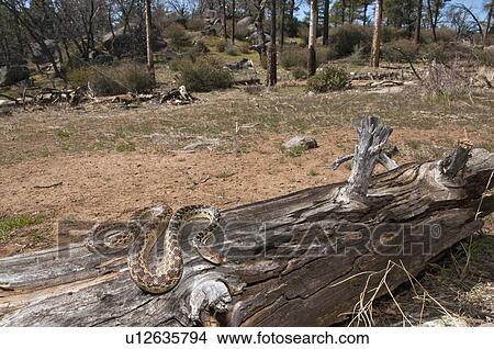 Picture - A San Diego gopher snake (Pituophis catenifer annectens) perched on a log, Laguna Mountains, California. Fotosearch