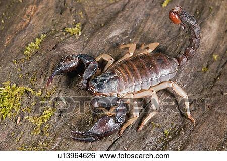 A scorpion; Mendocino County, California, USA View Large Photo Image Stock Photograph - A scorpion; Mendocino County, California, USA. Fotosearch