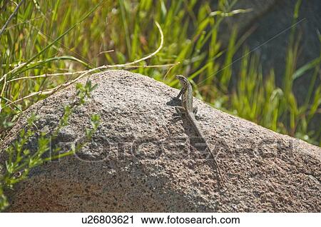 A side-blotched lizard basking on a boulder View Large Photo Image Stock Image - A side-blotched lizard basking on a boulder. Fotosearch