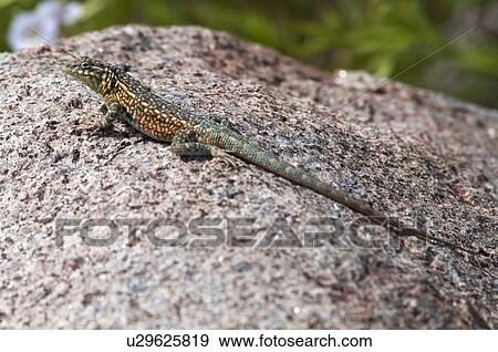 Stock Photo - A side-blotched (Uta stansburiana); Riverside County, California, USA. Fotosearch