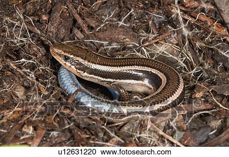 Stock Image - A Skilton's skink (Plestiodon skiltonianus); Sonoma County, California, USA. Fotosearch