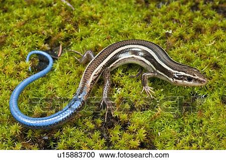 A Skilton's skink (Plestiodon skiltonianus); Santa Cruz County, California, USA View Large Photo Image Stock Image - A Skilton's skink (Plestiodon skiltonianus); Santa Cruz County, California, USA. Fotosearch