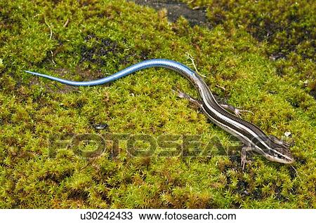 A Skilton's skink sitting on a mossy rock View Large Photo Image Stock Image - A Skilton's skink sitting on a mossy rock. Fotosearch