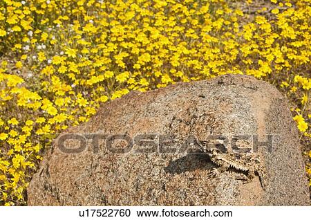 A small coast horned lizard (Phrynosoma blainvilli); Riverside County, California, USA View Large Photo Image Stock Image - A small coast horned lizard (Phrynosoma blainvilli); Riverside County, California, USA. Fotosearch