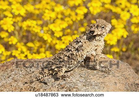 A small coast horned lizard (Phrynosoma blainvilli); Riverside County, California, USA View Large Photo Image Stock Image - A small coast horned lizard (Phrynosoma blainvilli); Riverside County, California, USA. Fotosearch