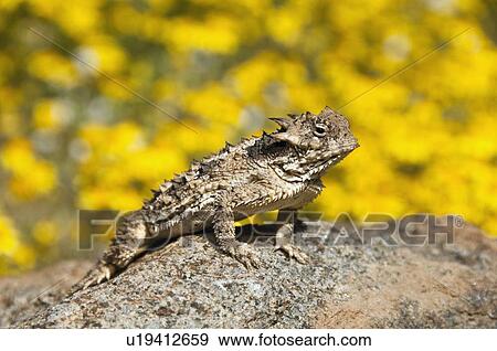 Stock Photo - A small coast horned lizard (Phrynosoma coronatum); Riverside County, California, USA. Fotosearch