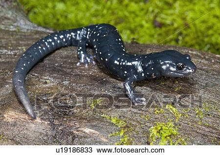 A speckled black salamander (Aneides flavipunctatus flavipunctatus); Mendocino County, California, USA View Large Photo Image Stock Image - A speckled black salamander (Aneides flavipunctatus flavipunctatus); Mendocino County, California, USA. Fotosearch