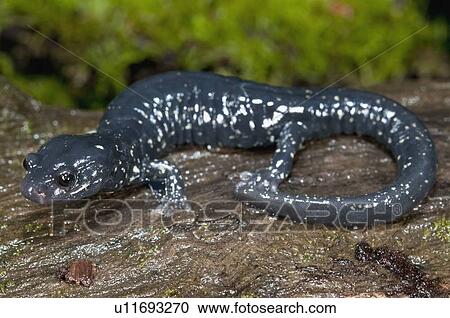 Stock Image - A speckled black salamander sitting on a mossy log. Fotosearch