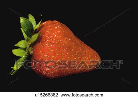A strawberry View Large Photo Image Stock Image - A strawberry. Fotosearch