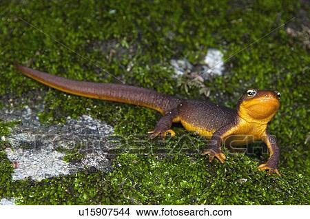 A terrestrial form of the coast range newt (Taricha torosa torosa); Los Angeles County, California, USA View Large Photo Image Picture - A terrestrial form of the coast range newt (Taricha torosa torosa); Los Angeles County, California, USA. Fotosearch