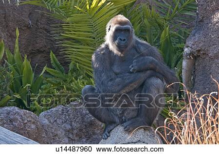 A western lowland gorilla, Los Angeles Zoo, California, USA View Large Photo Image Stock Image - A western lowland gorilla, Los Angeles Zoo, California, USA. Fotosearch