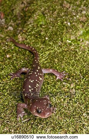 Stock Image - An arboreal salamander (Aneides lugubris), found in the San Gabriel Mountains, California, USA. Fotosearch