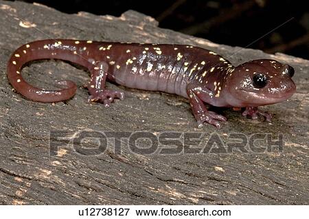 An arboreal salamander (Aneides lugubris), San Gabriel Mountains, Los Angeles, California, USA View Large Photo Image Stock Photo - An arboreal salamander (Aneides lugubris), San Gabriel Mountains, Los Angeles, California, USA. Fotosearch