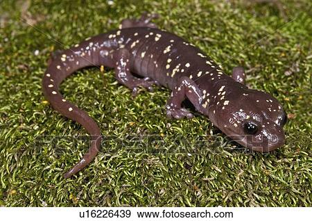 An arboreal salamander (Aneides lugubris); San Gabriel Mountains, Los Angeles, California, USA View Large Photo Image Stock Photo - An arboreal salamander (Aneides lugubris); San Gabriel Mountains, Los Angeles, California, USA. Fotosearch