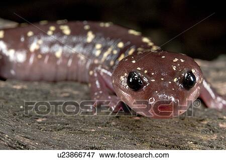 An arboreal salamander (Aneides lugubris), found in the San Gabriel Mountains, California, USA View Large Photo Image Stock Photo - An arboreal salamander (Aneides lugubris), found in the San Gabriel Mountains, California, USA. Fotosearch