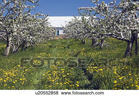 Apple tree orchard and barn at spring time, Sainte-Famille, Île-d'Orleans, Quebec, Canada View Large Photo Image Stock Photo - Apple tree orchard and barn at spring time, Sainte-Famille, Île-d'Orleans, Quebec, Canada. Fotosearch