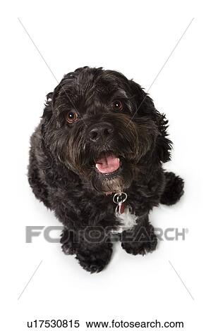 Bichon-Cocker Spaniel dog View Large Photo Image Stock Photography - Bichon-Cocker Spaniel dog. Fotosearch