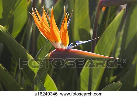 Stock Photograph - Bird of paradise flower (Strelitzia reginae). Fotosearch
