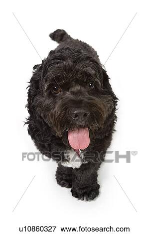 Black Bichon-Cocker Spaniel cross dog View Large Photo Image Stock Photo - Black Bichon-Cocker Spaniel cross dog. Fotosearch