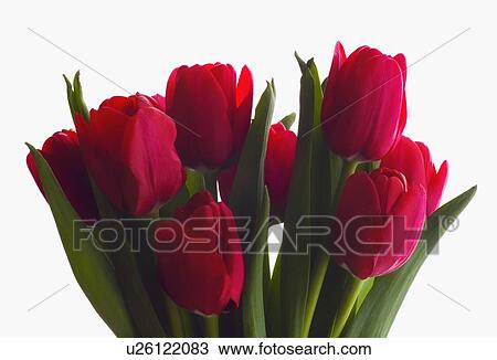Stock Image - Bouquet of tulips. Fotosearch
