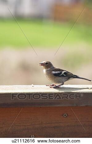 Stock Photograph - Chaffinch (Fringilla coelebs), Northumberland, England. Fotosearch