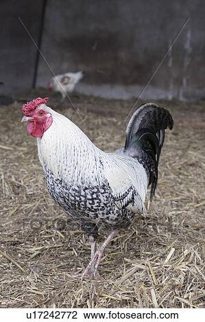 Stock Image - Chicken. Fotosearch