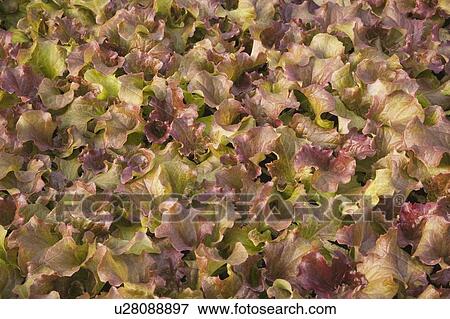 Close-up of organic lettuce View Large Photo Image Stock Photo - Close-up of organic lettuce. Fotosearch